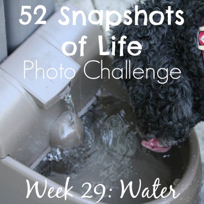 52 Snapshots of Life - Water - Cousin Keto Loves Fresh Water on a Hot Summer Day!