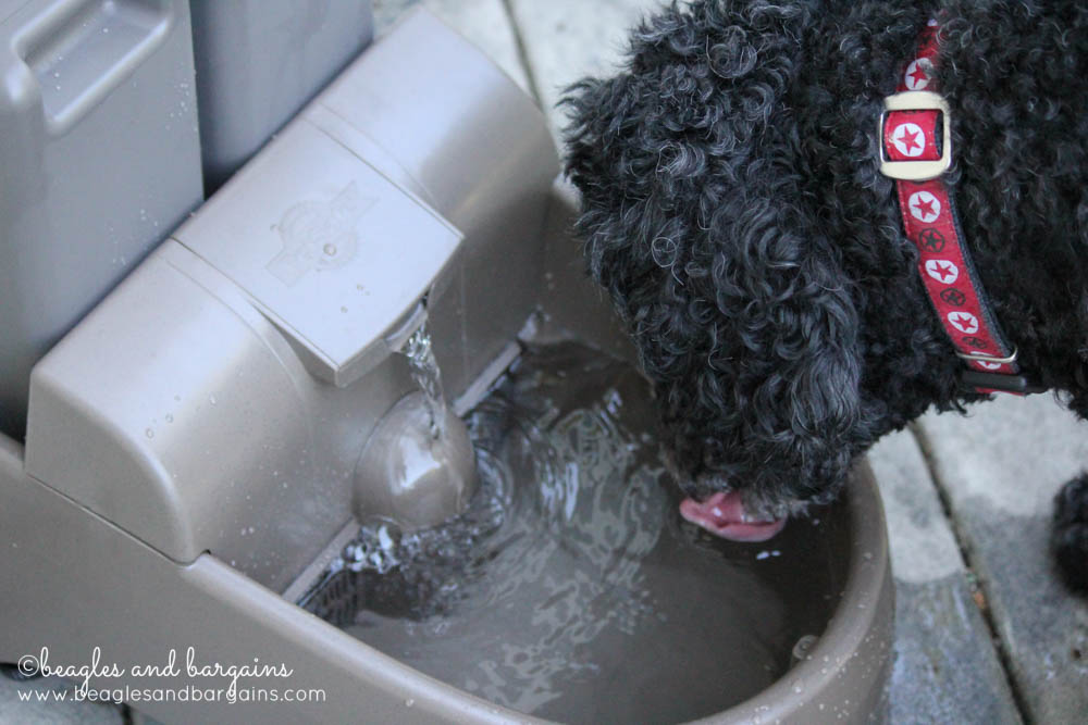 52 Snapshots of Life - Water - Keto enjoys his new Drinkwell Outdoor Dog Fountain
