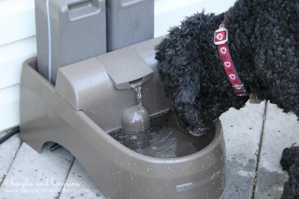 52 Snapshots of Life - Water - Keto takes a drink from the Drinkwell Outdoor Dog Fountain