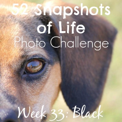52 Snapshots of Life - Black - Dog Hair is the New Black