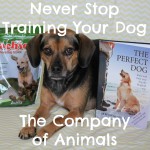 Never Stop Training Your Dog with The Company of Animals