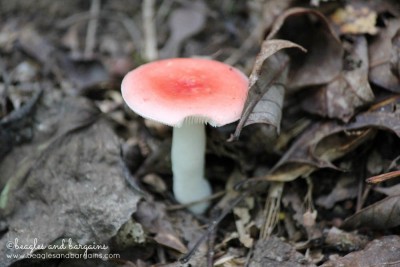 Wild mushrooms at Great Falls National Park