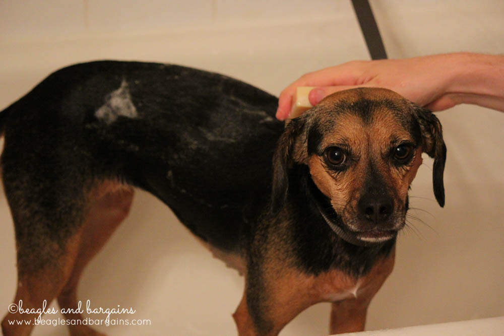 Luna takes a bath with The Honest Kitchen's NEW Sparkle Shampoo Bar for Dogs