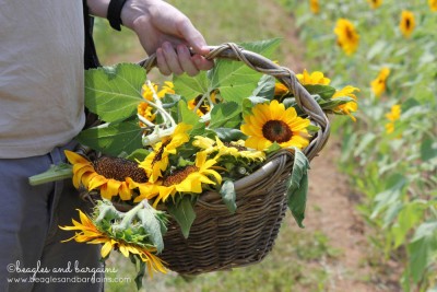 A basket full of Sunflowers