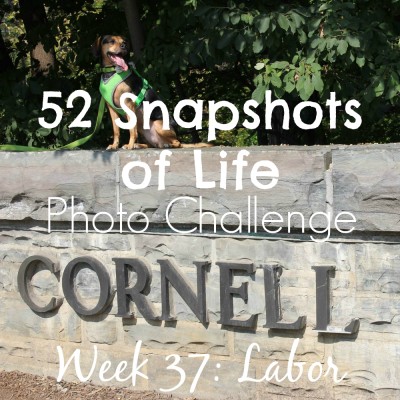 52 Snapshots of Life - Week 37 - Labor - Luna Visits New York's Finger Lakes Over Labor Day Weekend
