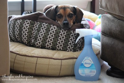 Febreze Fabric Refreshers helps with Luna's hoarding!