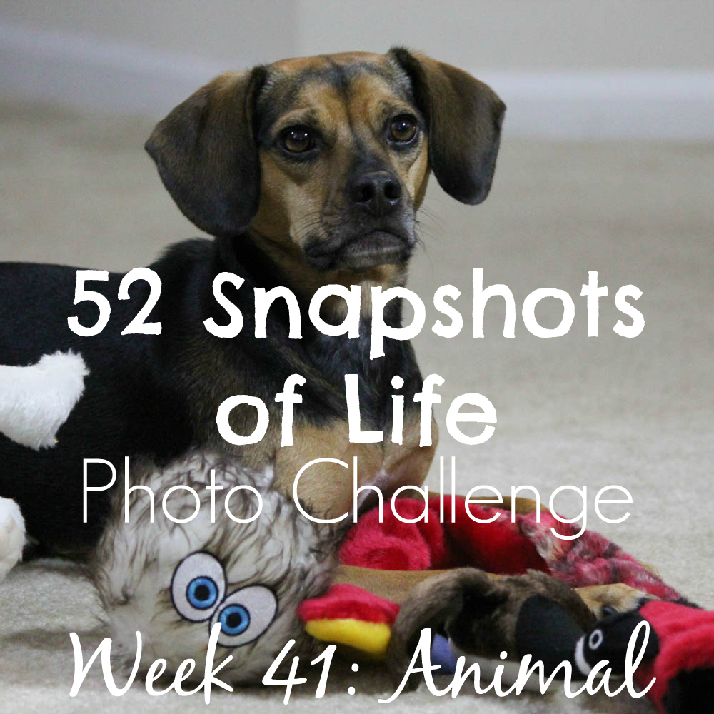 52 Snapshots of Life - Week 41 - Animal - Luna Parties Like an Animal