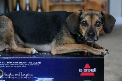 Luna investigates the BISSELL SpotBot Pet box