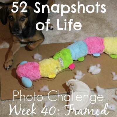 52 Snapshots of Life - Week 40 - Framed - Luna Was Framed!