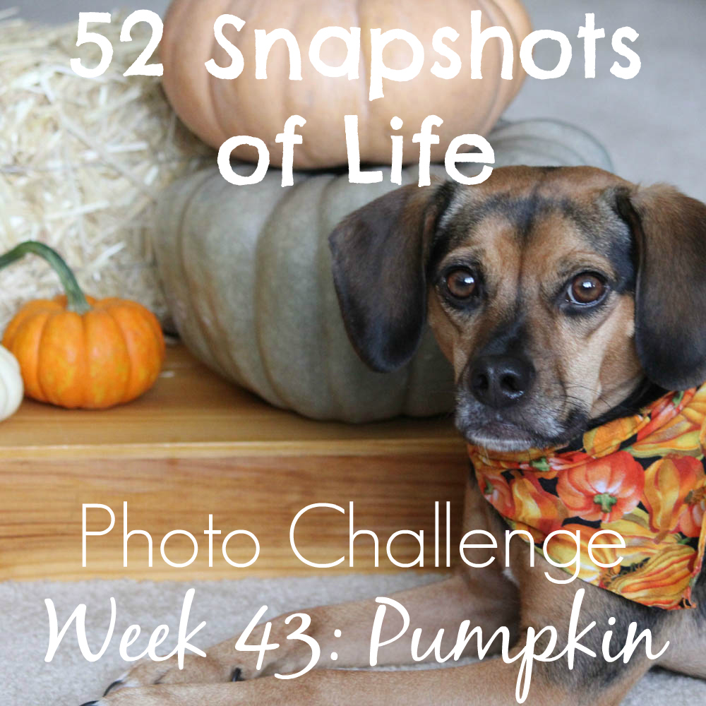 52 Snapshots of Life - Week 43 - Pumpkin - Pass the Pumpkin!