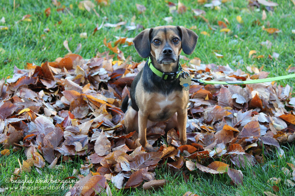 Luna sits in a pile fallen leaves