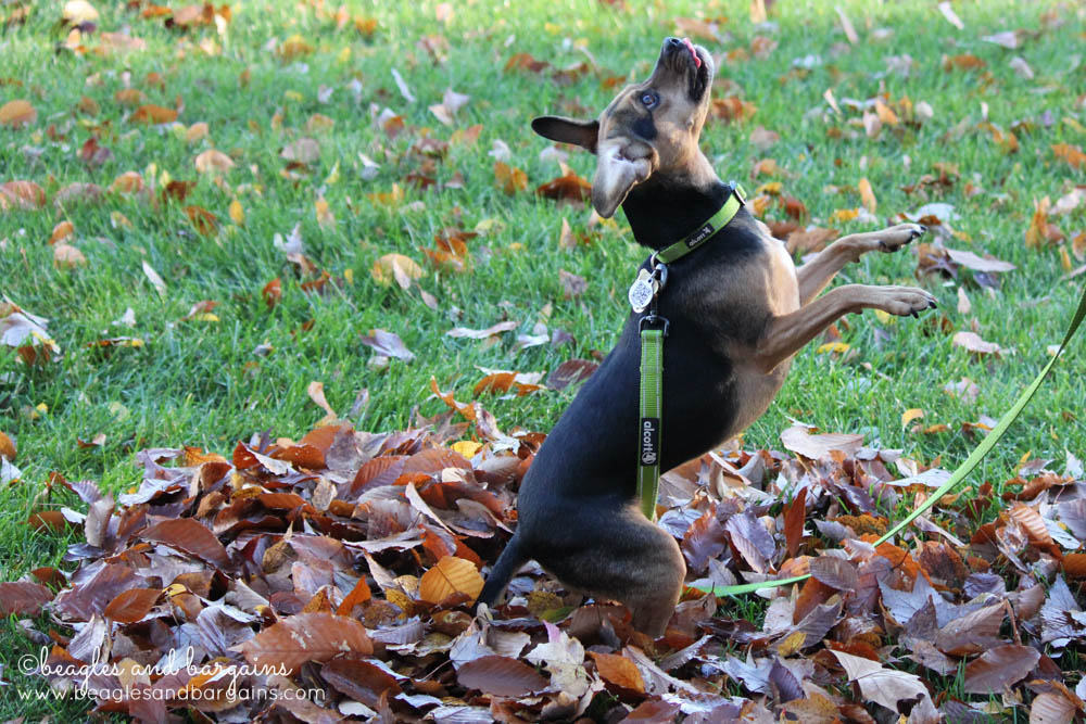 Luna plays in the newly fallen leaves