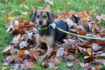 Luna enjoys the fallen leaves