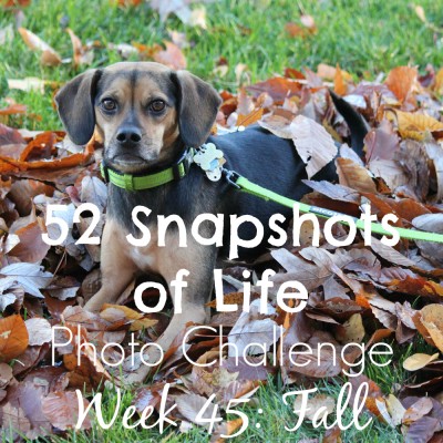 52 Snapshots of Life - Week 45 - Fall - Fall is Finally Here... Sort Of