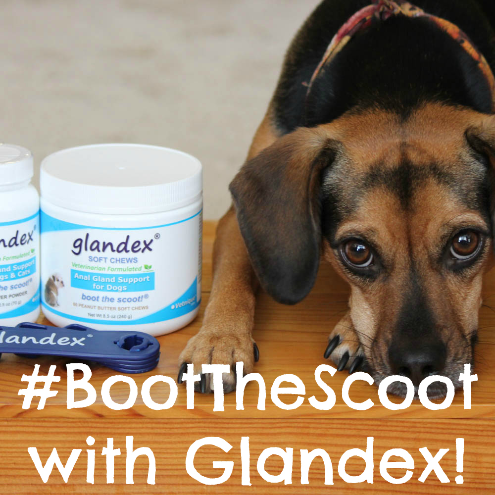 #BootTheScoot with Glandex!