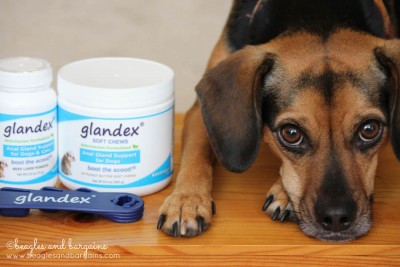 Luna with her Glandex supplement for anal glads