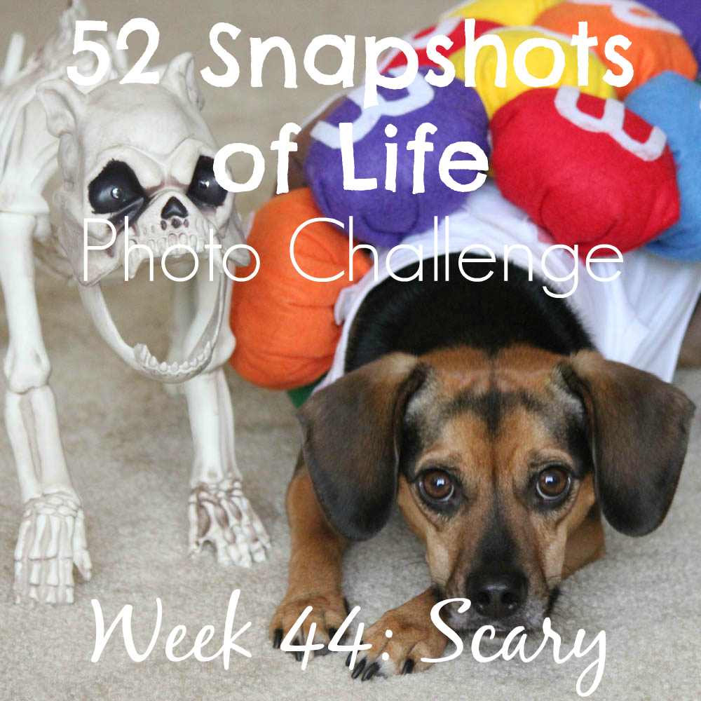 52 Snapshots of Life - Week 44 - Scary - 10 Scary Things As Told By Luna
