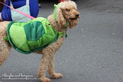 Is that a Labradoodle or a Turtle?