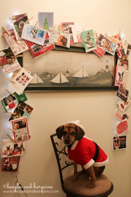 Luna with our 2015 Christmas cards from all our friends and family!