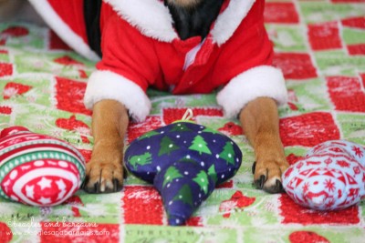 Festive dog toys from Pets Lifestyle and You (P.L.A.Y.)