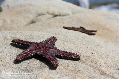 Starfish found in Mexico