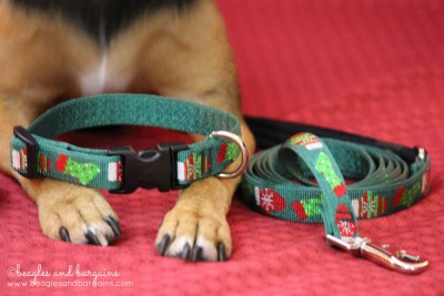 Luna with the Lupine Stocking Stuffer Collar and Leash Set