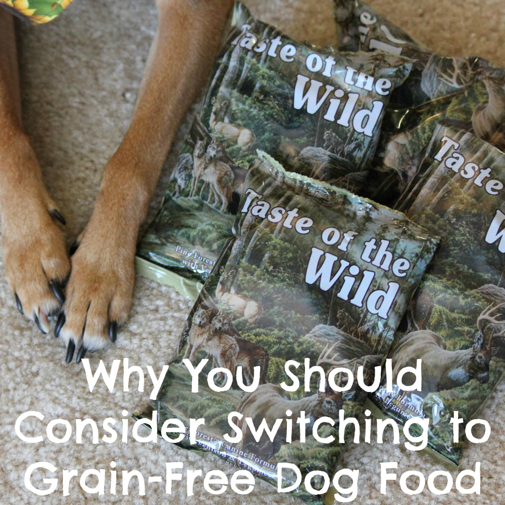 Why You Should Consider Switching to Grain-Free Dog Food