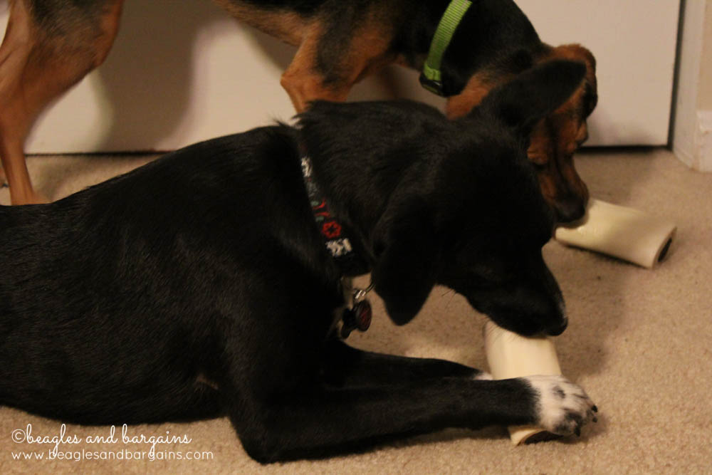 Luna and Ralph enjoy Jones Natural Chews Bandit Bones