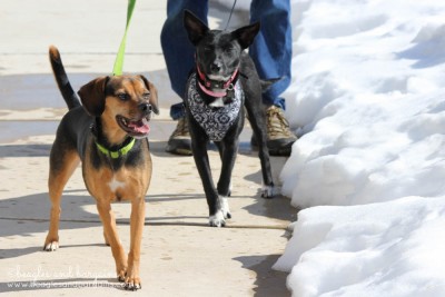 Luna and foster dog Ralph on a walk through the melting Virginia snow