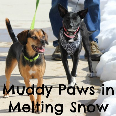 Muddy Paws in Melting Snow