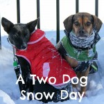 A Two Dog Snow Day