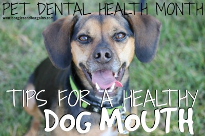 Pet Dental Health Month - Tips for a Healthy Dog Mouth