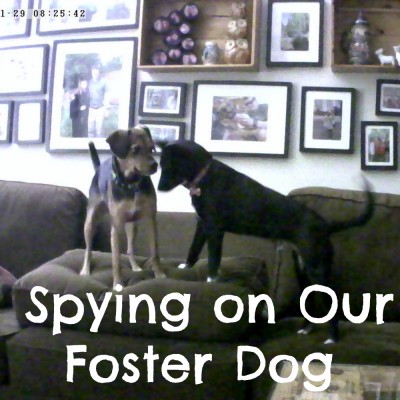 Spying on Our Foster Dog with a Vimtag Indoor Camera