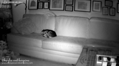 Luna caught on our Vimtag Indoor Camera's Night Vision