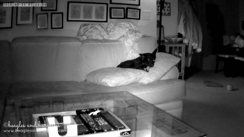 Ralph caught on our Vimtag Indoor Camera's Night Vision