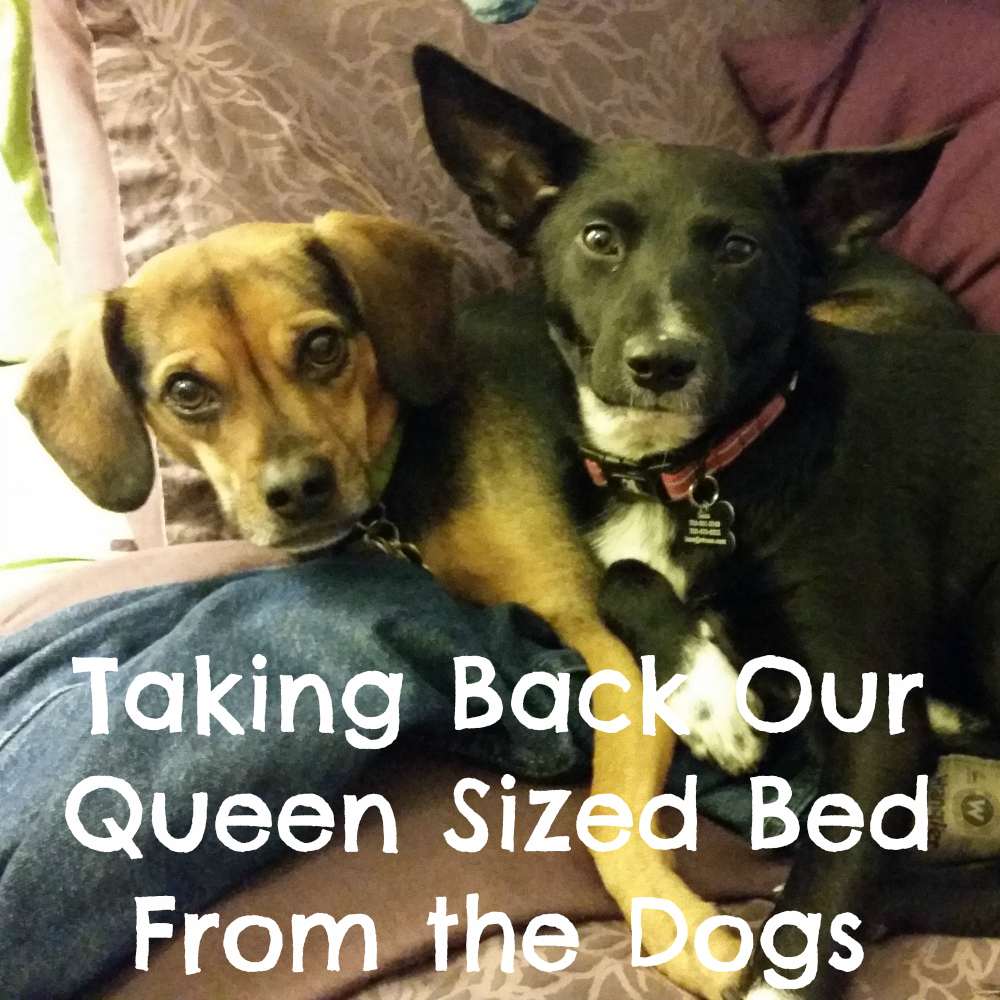 Taking Back Our Queen Sized Bed From the Dogs