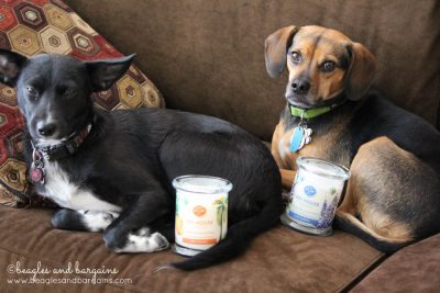 Soy candles from One Fur All are safer for pets and people!