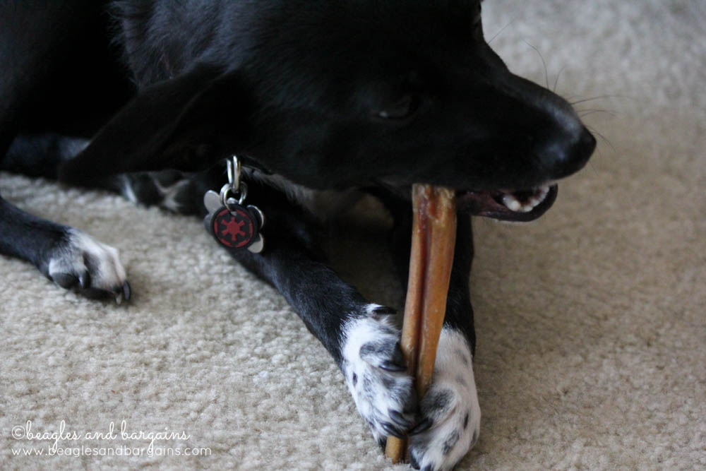 Luna enjoys a Brazilian bully stick from Bully Bundles.