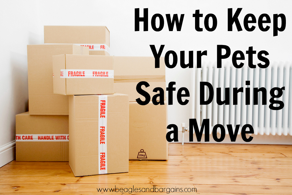 How to Keep Your Pets Safe During a Move - Lost Pet Prevention Month