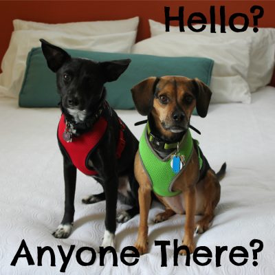 Hello? Anyone there? | Beagles & Bargains is back!