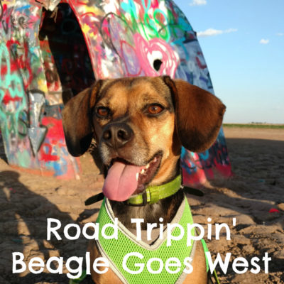 Road Trippin' Beagles Goes West