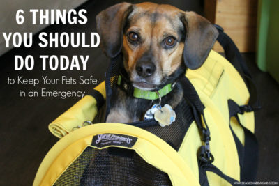 6 Things You Should Do Today to Keep Your Pets Safe in an Emergency