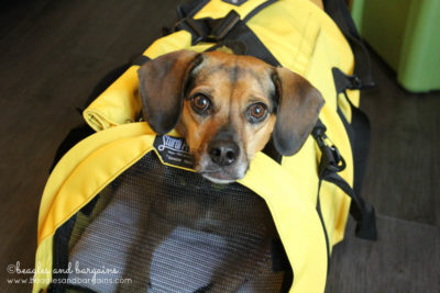 Luna fits into the SturdiBag Large, which is the largest pet carrier allowed in airline cabins.