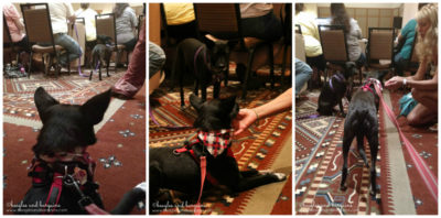 Ralph meets his twin, Marsha from S'More Dogs, at BlogPaws 2016