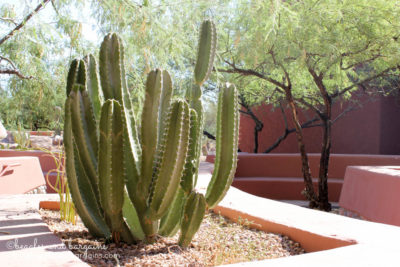 A cactus on the grounds of Sheraton Grand at Wild Horse Pass during BlogPaws Conference 2016.