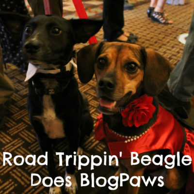 Road Trippin' Beagle Does BlogPaws