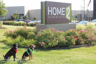 Luna and Ralph enjoy their pet friendly hotel stay at Home2 Suites in Southaven!