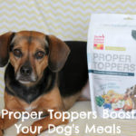 The Honest Kitchen’s Versatile Proper Toppers Boost Your Dog’s Meals