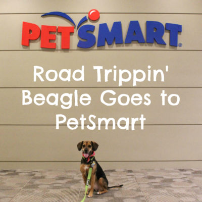 Road Trippin' Beagle Goes to PetSmart