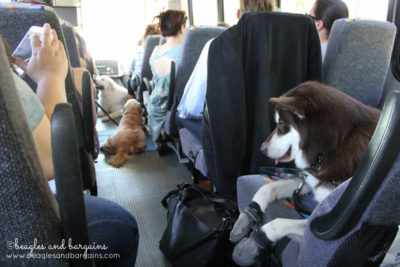 A full bus ride of pet bloggers and their pets to PetSmart's Home Office